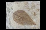 Fossil Yellowwood (Cladrastis) Leaf - Nebraska #119341-1
